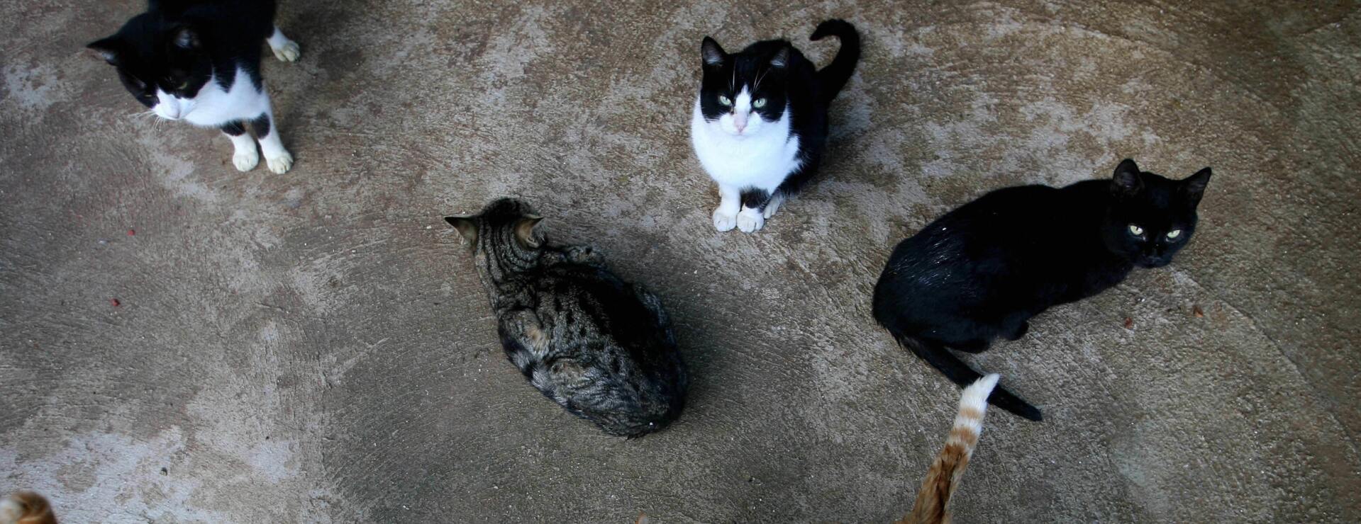 Feral Cat Infestation Can’t Support Homeowner’s Takings Claim